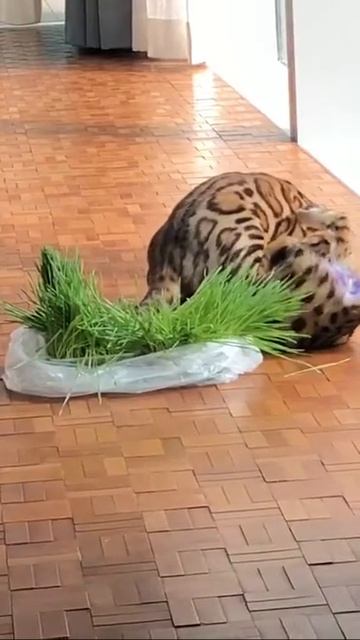 Iฟาร์มเพาะพันธุ์,ขายแมว#Bengal#Caracal#Serval#Savannah(By.ABT) смотреть онлайн