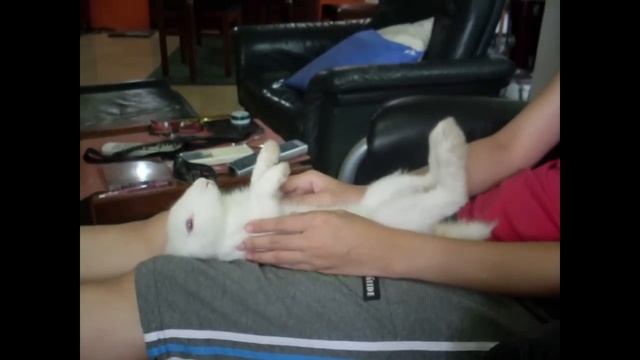 Planking Rabbit смотреть онлайн