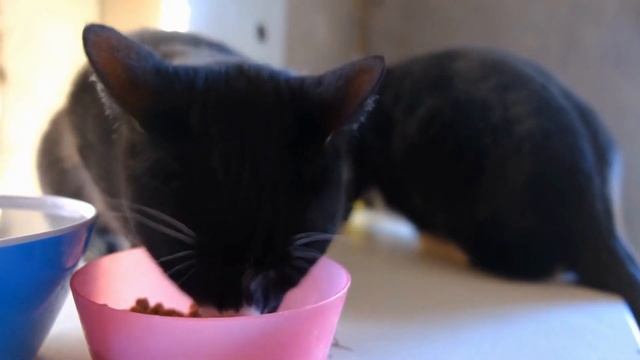 The Expert's Guide to Wet cat food - Best Cat Foods in 2023 смотреть онлайн