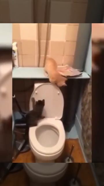 Best Funny Animal Videos 2022 😺 - Funny CATS will make you LAUGH like a drain 22#short#short смотреть онлайн
