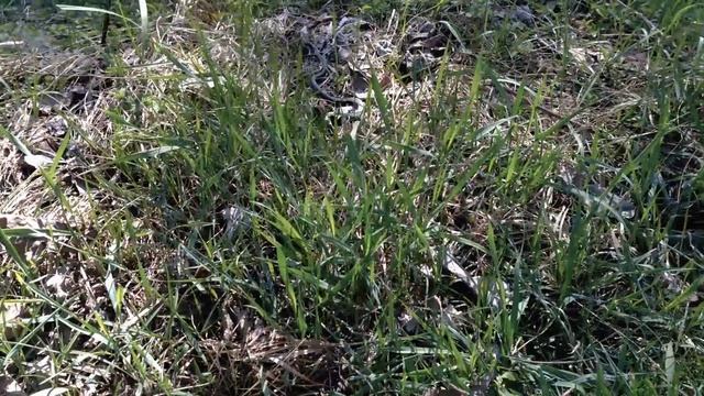 Snakes. Слабонервным не смотреть! смотреть онлайн