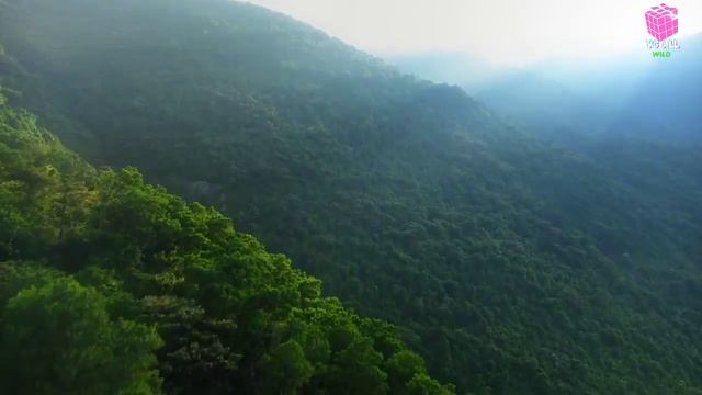 AMAZON जंगल के भयानक रहस्यमय जानवर। Amazon jungle ke bare me rahsyamai baate смотреть онлайн