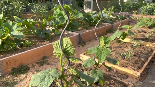 Подвязка томатов.Как это делают в Швейцарии смотреть онлайн