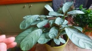 новые растюшки из магазина Депо. Рената Смирнова. Рига. 2025