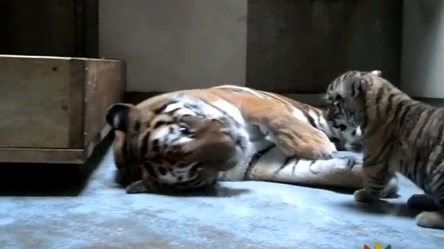 Amur Tiger Cubs at Play: Part 2 смотреть онлайн