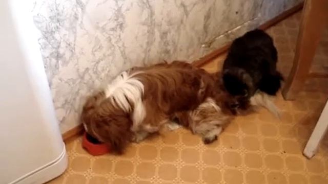 Кот Васька-1