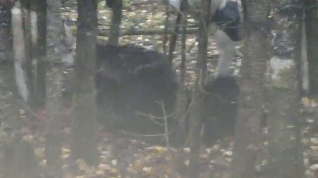 охота на медведя с собаками смотреть онлайн