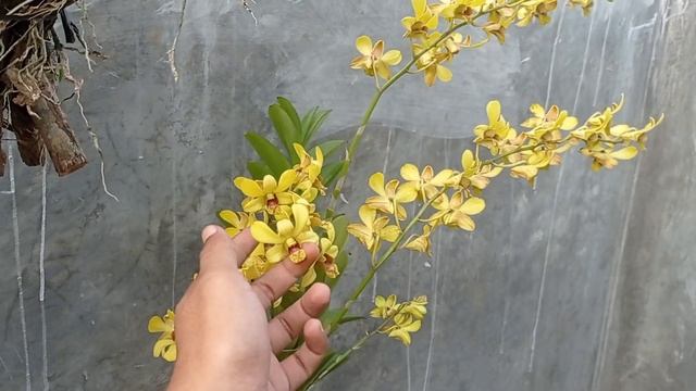 Keren banget 5 spike sekaligus | Dendrobium Burana Yellow смотреть онлайн