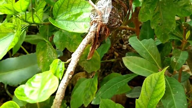 Grafting: Air Layering Hybrid Hibiscus, Gurhal Ka Phool, Gudhal, Hibiscus, Flower Grafting, Layerin