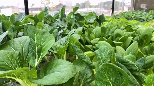 How To Get Rid of Thrips смотреть онлайн