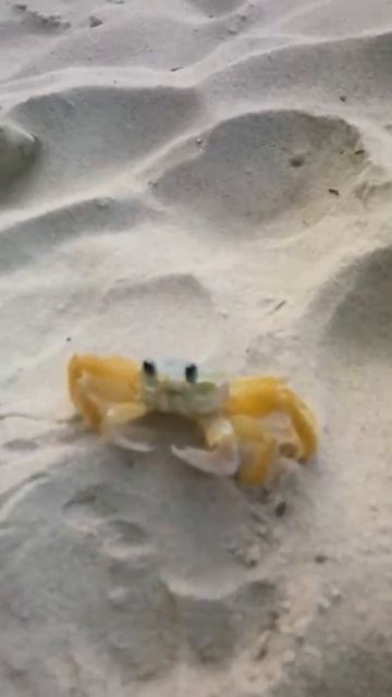 Crab That Crawled On Me