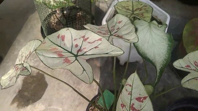 Fabulous Caladium in My Garden смотреть онлайн