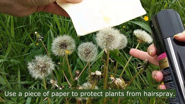 Dandelion Bouquet