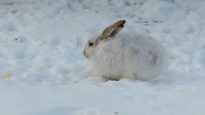 Wild hares in the winter
