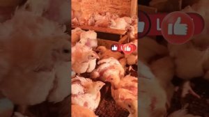 Бройлер Испанский кобб 500 Месяц Турецкий бройлер кобб 500￼￼ 25 дней ￼