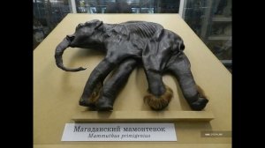 Мамонты. Факты о мамонтах ! Мамонты в нашей истории ! Почему вымерли мамонты ! #факты