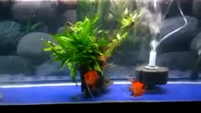 Red Koi Angelfish pr/babies смотреть онлайн