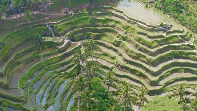 Tegalalang Rice Terrace Bali , Drone 4K смотреть онлайн