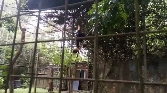 Rhinoceros Hornbill II Kids Zoo Trip смотреть онлайн
