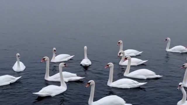 Казкові лебеді Карпат смотреть онлайн