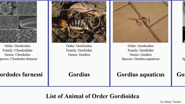 List of Animal of Order Gordioidea gordius chordodes terrestris aquaticus colchis Fuse Paragordius смотреть онлайн