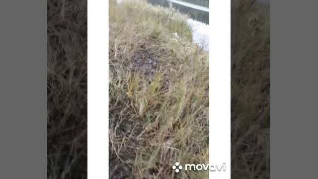 MovaviClips_Video_6.mp4