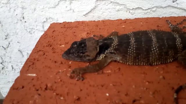 pair of flathead knob scale lizards смотреть онлайн