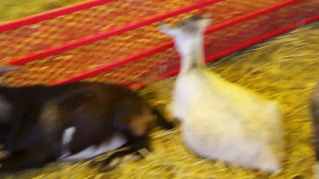 The Big E Springfield MA 2016 Lama and zebra смотреть онлайн