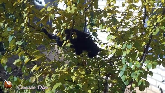 Осенняя прогулка, пёс Чанук и кот Яша 🐶🍁🐱