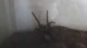 Lasiodora parahybana