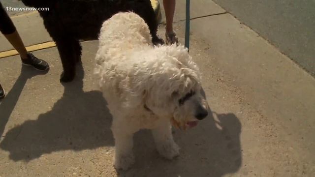 Bentley and Friends: Dogs return to the beach смотреть онлайн