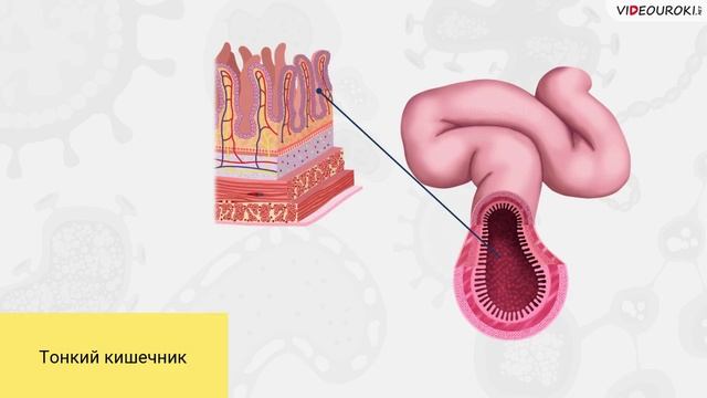 45. Железы организма человека смотреть онлайн