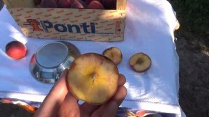 Персик Экстрим 6. Урожай 2020г. Видеообзор. Сортоман Сад. Отзывы.