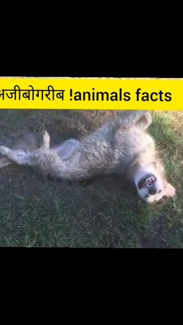 Amazing facts #short youtube #shorts S2gyan смотреть онлайн