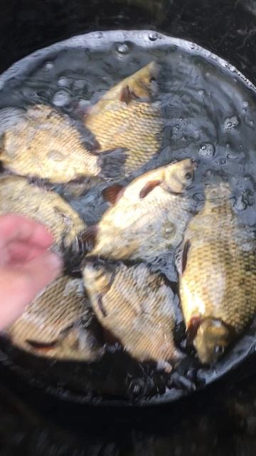 Горбатый золотой карась