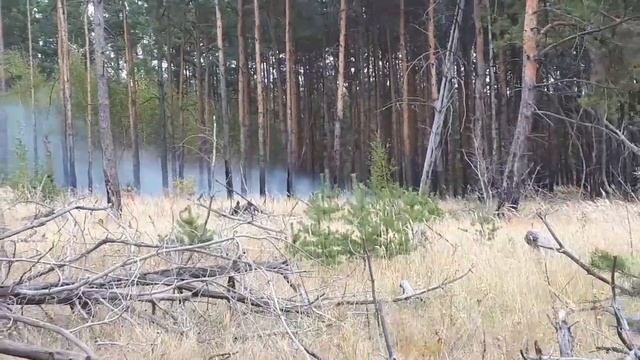 Пожар в Масловском лесу смотреть онлайн