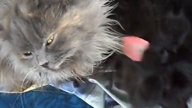 кошачья любовь.AVI смотреть онлайн