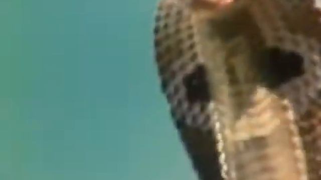 SAANP SE BADHKE, Zehreela Insasn 1974, RISHI KAPOOR смотреть онлайн