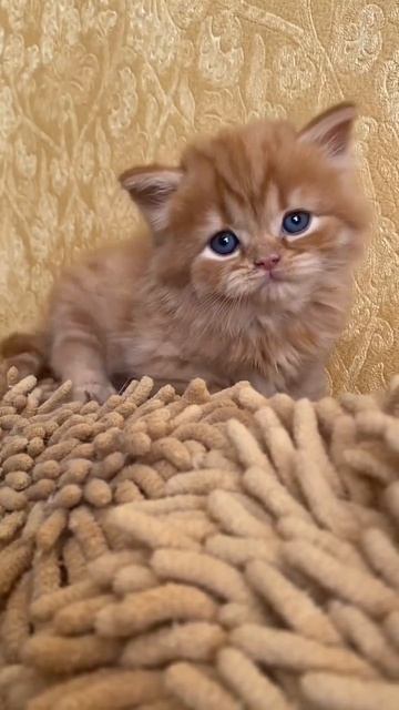 #котенок #рыжийкот #кошечка #рыжий #рыжаявредина #конопатый #солнышко_рыжее #лев #123 #boy смотреть онлайн