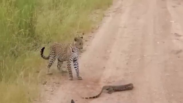 Strong Big Cat Becomes the Eagle King's Prey - Birds Of Prey In Action смотреть онлайн