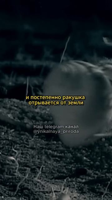Удивительный паук с Мадагаскара! смотреть онлайн