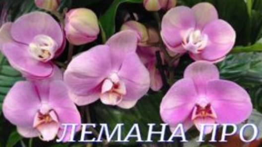 №1042/ Обзор ОРХИДЕЙ к 8 МАРТА в ЛЕМАНА ПРО смотреть онлайн