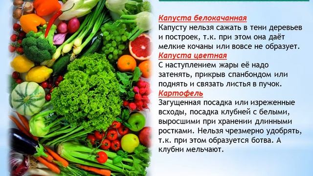 Виртуальная выставка-совет - «Мой маленький огород – здоровье и доход» смотреть онлайн