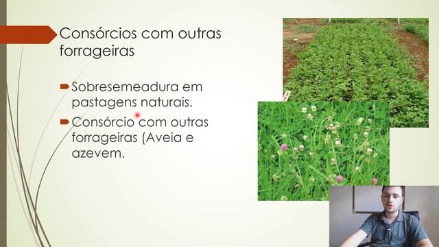 NOVA FORRAGEIRA para a região sul I Veja qual! смотреть онлайн