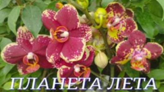 №1041/ КРАСИВЫЕ, свежие ОРХИДЕИ в ПЛАНЕТА ЛЕТА смотреть онлайн