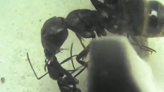 Мои муравьи -Camponotus vagus смотреть онлайн