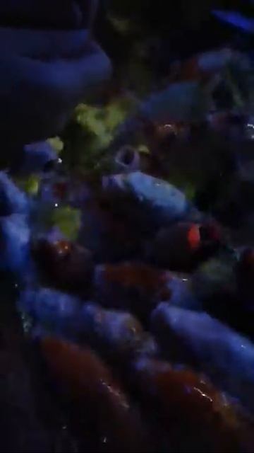 Карпы кои, кормятся с рук.