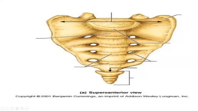 Introduction Of Pelvis And Pelvic Diaphragm.