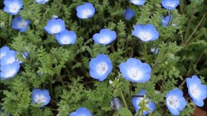 Немофилы в ботаническом саду / Nemophila flowers.