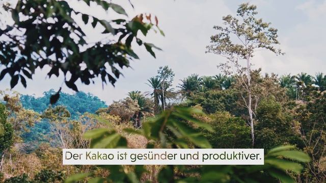 Honduras project for dynamic agroforestry смотреть онлайн